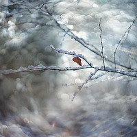 Buy canvas prints of Winter Sparkles by Ann Garrett