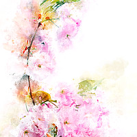 Buy canvas prints of Cherry Blossom by Ann Garrett