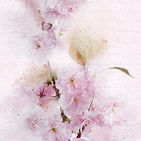 Buy canvas prints of Flowering Cherry Pastels by Ann Garrett