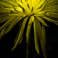 Buy canvas prints of Chrysanthemum Spikes by Ann Garrett