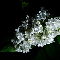 Buy canvas prints of White Lilac by Ann Garrett