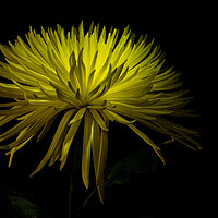 Buy canvas prints of Chrysanthemum Spikes 2 by Ann Garrett
