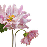 Buy canvas prints of Lady Gilmour Double Japanese Anemones by Ann Garrett