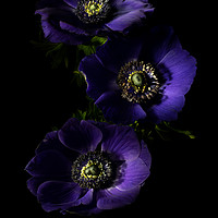 Buy canvas prints of Three Purple Anemones 2 by Ann Garrett