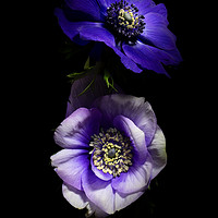 Buy canvas prints of Purple and White Anemones by Ann Garrett