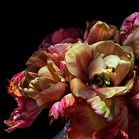 Buy canvas prints of Tulip Ruffles by Ann Garrett