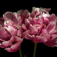 Buy canvas prints of Two Pink Tulips by Ann Garrett