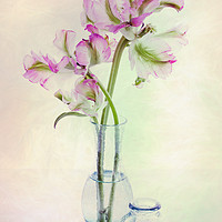 Buy canvas prints of Tulips in a Glass Vase by Ann Garrett