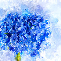 Buy canvas prints of Blue Hydrangea Watercolour by Ann Garrett