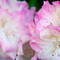 Buy canvas prints of Pink Rhododendron by Ann Garrett