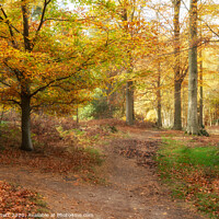 Buy canvas prints of Cannock Chase Which Way by Ann Garrett