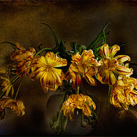Buy canvas prints of Yellow Tulips by Ann Garrett