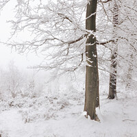 Buy canvas prints of Beech Trees in the Snow by Ann Garrett
