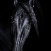 Buy canvas prints of Black Horse 3D Portrait by Ann Garrett