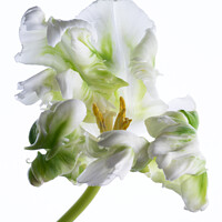 Buy canvas prints of White Parrot Tulip by Ann Garrett