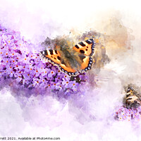 Buy canvas prints of Tortoiseshell Butterfly on a Buddleia by Ann Garrett