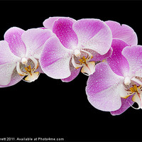 Buy canvas prints of Orchids in the Rain by Ann Garrett