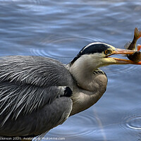 Buy canvas prints of Fish for dinner by David Atkinson