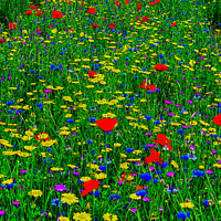 Buy canvas prints of Wild Flower Meadow by David Atkinson