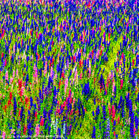Buy canvas prints of Abstract flower field  by David Atkinson