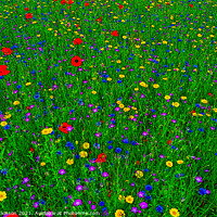 Buy canvas prints of Wild Flowers by David Atkinson