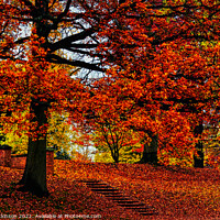 Buy canvas prints of Step into Autumn  by David Atkinson