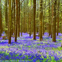 Buy canvas prints of Bluebell Wood  by David Atkinson