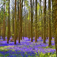 Buy canvas prints of Carpet of Bluebells by David Atkinson