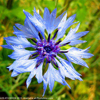 Buy canvas prints of BLUE FLOWER AFTER THE RAIN by David Atkinson