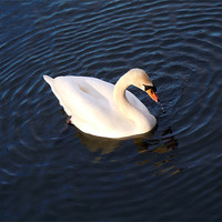 Buy canvas prints of SWAN IN THE CIRCLE by David Atkinson