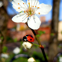 Buy canvas prints of BLOSSOM WITH LADYBIRD by David Atkinson