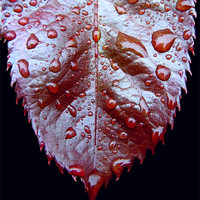 Buy canvas prints of Raindrops on a Leaf by David Atkinson