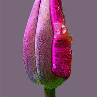 Buy canvas prints of TULIP WITH RAINDROPS by David Atkinson