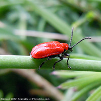 Buy canvas prints of RED LILY BEETLE by David Atkinson