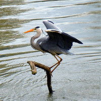 Buy canvas prints of HERON READY FOR TAKE-OFF by David Atkinson