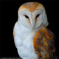 Buy canvas prints of BARN OWL by David Atkinson