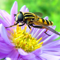Buy canvas prints of HOVERFLY by David Atkinson