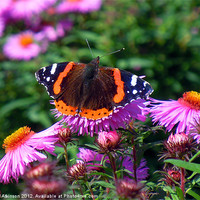 Buy canvas prints of RED ADMIRAL by David Atkinson