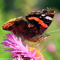 Buy canvas prints of RED ADMIRAL BUTTERFLY by David Atkinson