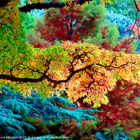 Buy canvas prints of AUTUMN COLOURS by David Atkinson