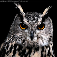 Buy canvas prints of EAGLE OWL by David Atkinson