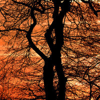 Buy canvas prints of TREE LOVERS by David Atkinson
