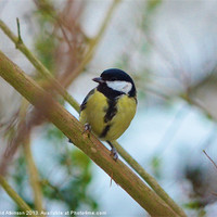 Buy canvas prints of GREAT TIT by David Atkinson