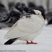 Buy canvas prints of WHITE PIGEON IN THE SNOW by David Atkinson