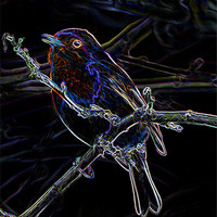 Buy canvas prints of GLOWING EDGE BIRD by David Atkinson