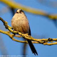 Buy canvas prints of LONG-TAILED TIT by David Atkinson