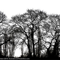 Buy canvas prints of WINTER TREES by David Atkinson