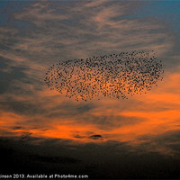 Buy canvas prints of FLOCK INTO THE SUNSET by David Atkinson