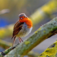 Buy canvas prints of THOUGHTFUL ROBIN by David Atkinson