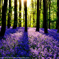 Buy canvas prints of BLUEBELL WOOD by David Atkinson